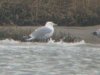Caspian Gull at Two Tree Island (Steve Arlow) (48475 bytes)